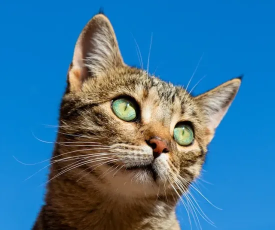 A covered up pug in the woods